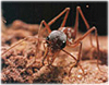 photograph of a bulldog ant
